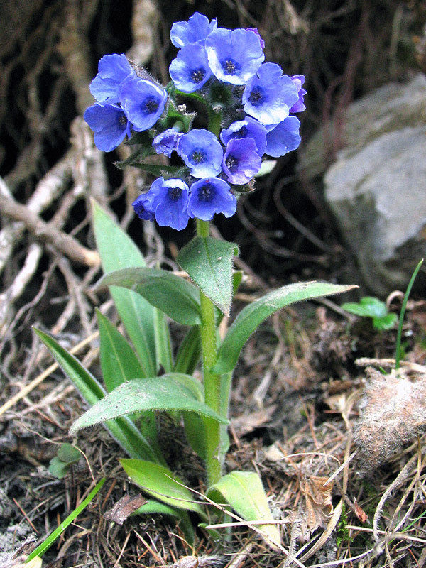 Pulmonaria australis (Murr) Sauer / Polmonaria sudalpina